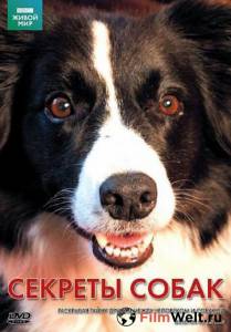 Фильм онлайн BBC: Секреты собак Secret Life of the Dog (2010) бесплатно Фильм онлайн BBC: Секреты собак Secret Life of the Dog (2010) бесплатно