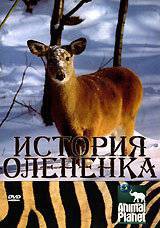 Бесплатный онлайн фильм История олененка (2003) Бесплатный онлайн фильм История олененка (2003)