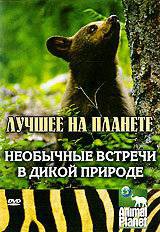 Кино Animal Planet: Необычные встречи в дикой природе (ТВ) онлайн Кино Animal Planet: Необычные встречи в дикой природе (ТВ) онлайн