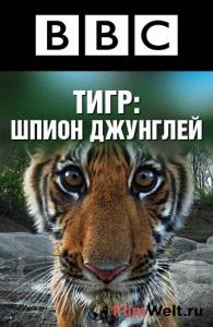 онлайн кадр BBC: Тигр – Шпион джунглей (мини-сериал) 2008 онлайн кадр из фильма