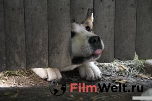   :    / Hachi: A Dog's Tale   HD