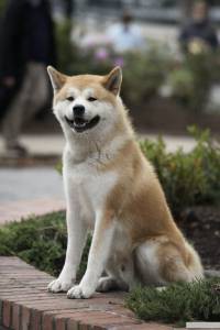 Кино Хатико: Самый верный друг / Hachi: A Dog's Tale / (2008) онлайн
