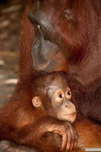 ��������� �� ���� / 2011 �������� ������