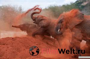 �������� ������ ����� ��������� �� ���� - (2011)