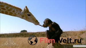 Смотреть фильм онлайн Необыкновенное путешествие: История про двух слонят - Elephant Tales - (2006) бесплатно