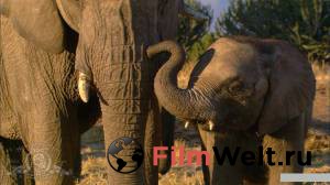 Смотреть фильм Необыкновенное путешествие: История про двух слонят