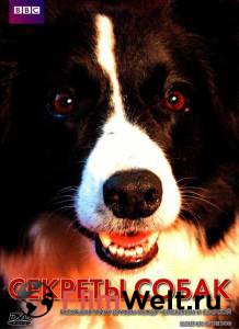 Бесплатный онлайн фильм BBC: Секреты собак - Secret Life of the Dog Бесплатный онлайн фильм BBC: Секреты собак - Secret Life of the Dog