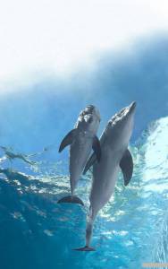 История дельфина 2 Dolphin Tale 2 2014 смотреть онлайн бесплатно