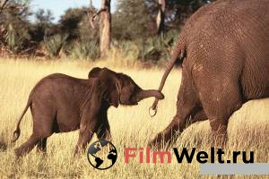 �������� ������ ����� ����������� ����� / Whispers: An Elephant's Tale / 2000