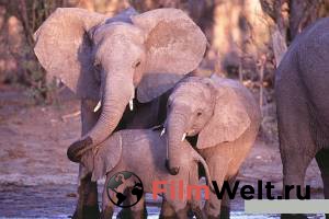 Кино Приключения слона - Whispers: An Elephant's Tale смотреть онлайн