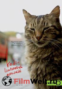     / Kedi / (2016) 