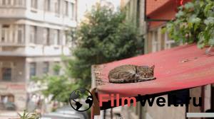 Город кошек Kedi (2016) смотреть онлайн бесплатно