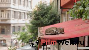    / Kedi / (2016)  