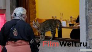 Смотреть интересный онлайн фильм Город кошек