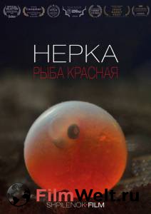 Смотреть интересный онлайн фильм Нерка. Рыба красная / Нерка. Рыба красная / () Смотреть интересный онлайн фильм Нерка. Рыба красная / Нерка. Рыба красная / ()