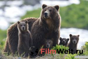 Смотреть онлайн Медведи Камчатки. Начало жизни 2018