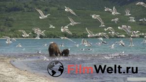 Смотреть увлекательный фильм Медведи Камчатки. Начало жизни (2018) онлайн