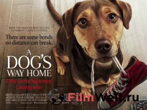 Бесплатный онлайн фильм Путь домой A Dog's Way Home