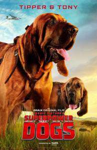   &nbsp; Superpower Dogs  