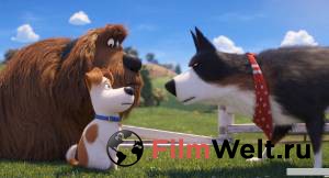      &nbsp;2 / The Secret Life of Pets2 