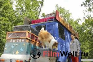 Смотреть интересный онлайн фильм Лесси. Возвращение домой / Lassie - Eine abenteuerliche Reise / [2020]