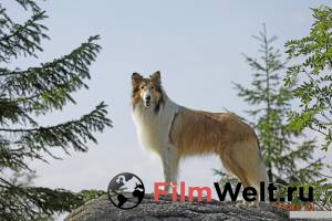 Кинофильм Лесси. Возвращение домой - Lassie - Eine abenteuerliche Reise - [2020] онлайн без регистрации