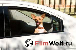     - Beverly Hills Chihuahua (2008) online