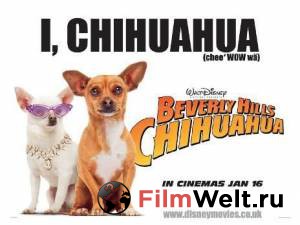    - - Beverly Hills Chihuahua 