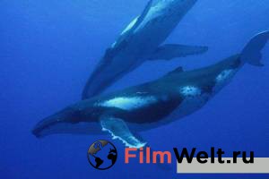      3D Dolphins and Whales 3D: Tribes of the Ocean   
