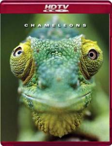     - Chameleons of the world  
