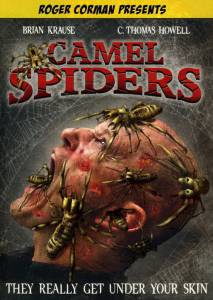   Camel Spiders  