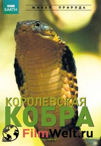 BBC:   King Cobra andI    