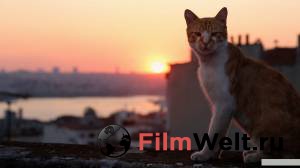     Kedi [2016]  